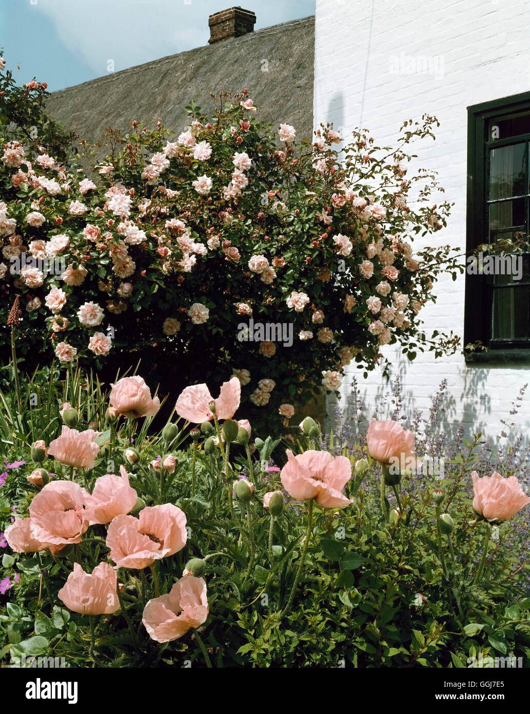 Cottage Garden - with Papaver orientale `Prizessen Victoria Louise' and Rosa `Albertine'   COT074154  Compulsory Credi Stock Photo